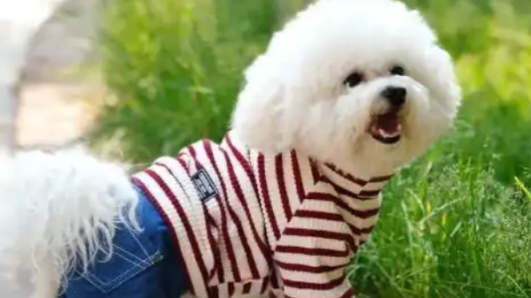 狗冠状病毒性胃肠炎症状 狗冠状病毒性胃肠炎症状