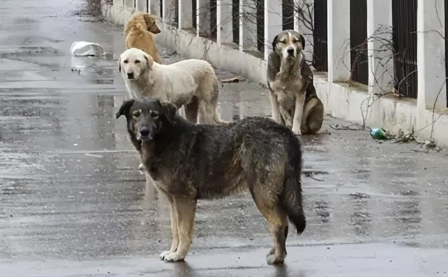 流浪动物救助的科技化转型,追觅公益“小流浪饱护计划” 流浪动物救助的科技化转型,追觅公益“小流浪饱护计划”