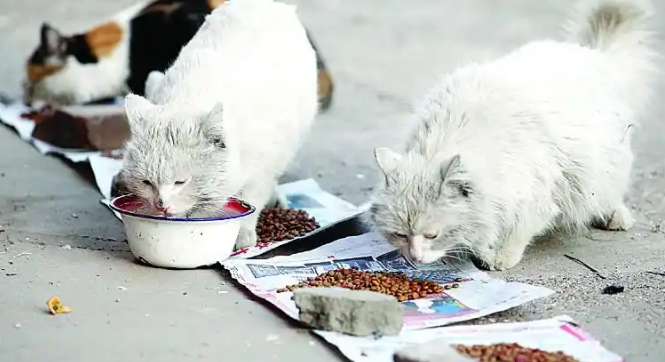 流浪猫的生存境况是如何的?看完,还忍心弃养你的猫吗? 流浪猫的生存境况是如何的?看完,还忍心弃养你的猫吗?