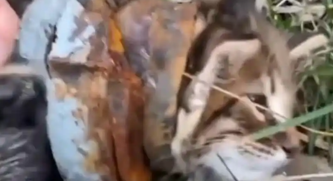 路边的小猫咪被人恶意套住，行动困难的它被好心路人救出