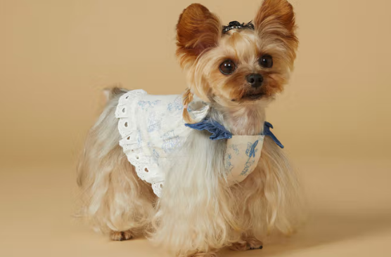 Kiyott狗狗衣服多少钱一件