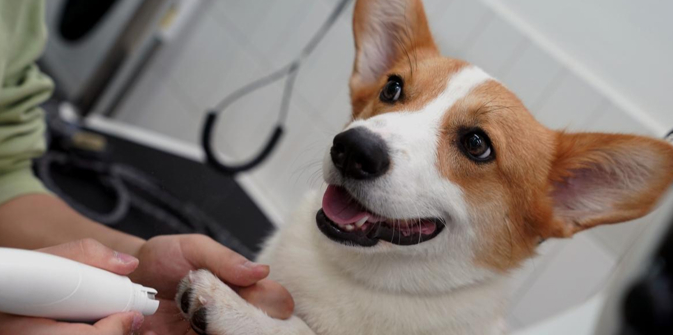 “星期宠物”成投诉热点 猫狗宠物为何活不过7天? “星期宠物”成投诉热点 猫狗宠物为何活不过7天?