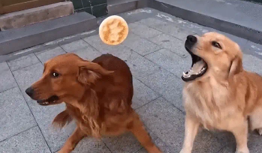 主人扔给两只狗子一个饼，一只狗去抢，另一只却躲开