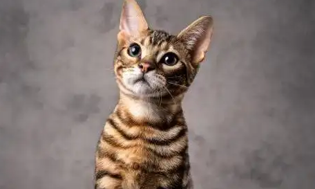 虎皮猫智商排名如何?从能力与表现看其聪明度 虎皮猫智商排名如何?从能力与表现看其聪明度