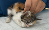 猫瘟治疗费用在多少钱比较合理