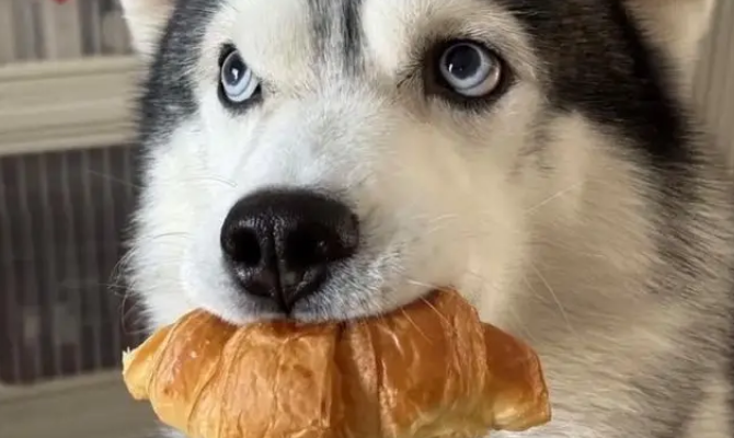 狗子被骂不服气,连夜带娃投奔主人前女友:情绪稳定很重要! 狗子被骂不服气,连夜带娃投奔主人前女友:情绪稳定很重要!