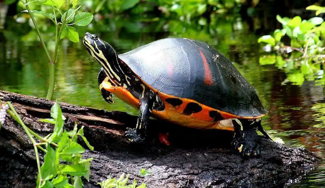 火焰龟会认主人吗？人龟互动真相大揭秘