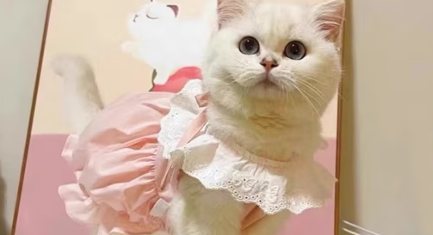 淘淘花瓣宠物半身裙好看吗