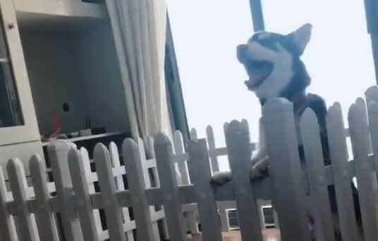 男子晒自家哈士奇问纯不纯,网友:能蠢成这样的,一般都是纯种! 男子晒自家哈士奇问纯不纯,网友:能蠢成这样的,一般都是纯种!