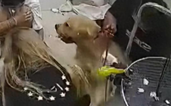 金毛洗澡后死于宠物生活馆，主人指控遭粗暴对待