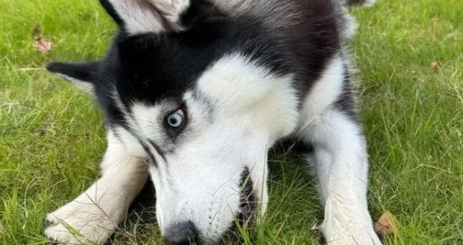 狗子被骂不服气,连夜带娃投奔主人前女友:情绪稳定很重要! 狗子被骂不服气,连夜带娃投奔主人前女友:情绪稳定很重要!