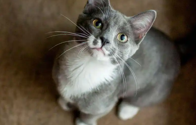 矮脚猫是基因缺陷吗?不懂的看这里 矮脚猫是基因缺陷吗?不懂的看这里