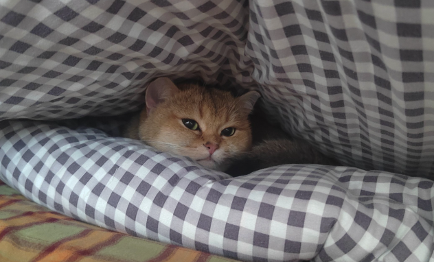 猫咪害怕生人总躲起来怎么引导 猫咪害怕生人总躲起来怎么引导