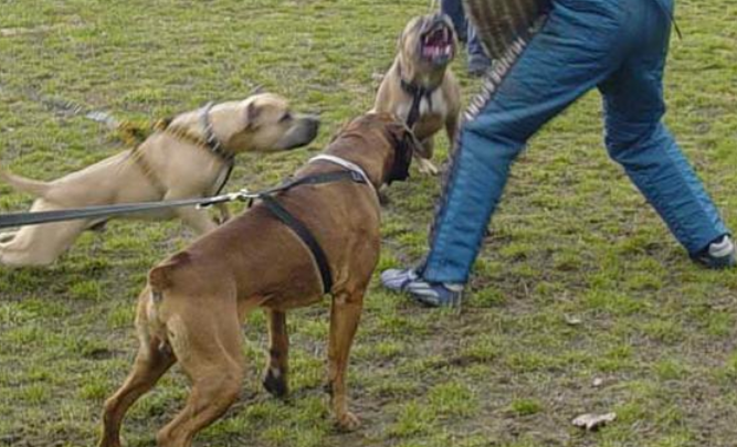 美国跨州斗狗团伙被破获:89只狗重获新生 美国跨州斗狗团伙被破获:89只狗重获新生