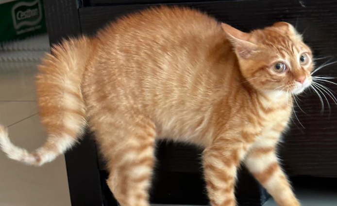 猫咪应激会有哪些反应 猫咪应激会有哪些反应