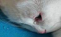 猫流泪怎么治疗最有效的方法