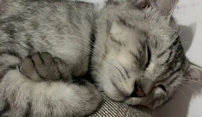 猫腹水症状表现有哪些