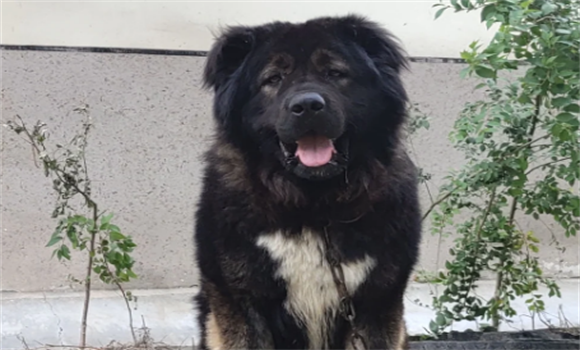 养高加索犬需要注意什么？一定要看一看！