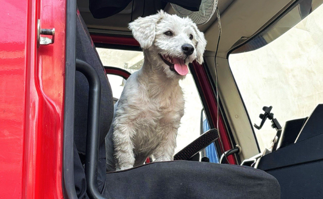 跨国寻宠：从韩国狗肉农场到美国新家