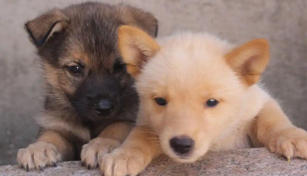 “柴犬”、“土狗”，傻傻分不清，5招教你正确区分！