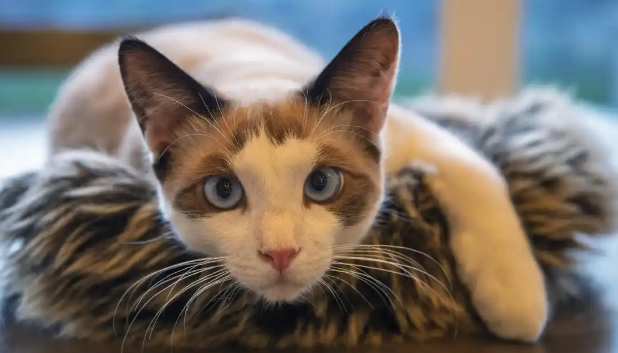 猫咪粪便有寄生虫要驱虫吗 猫咪粪便有寄生虫要驱虫吗
