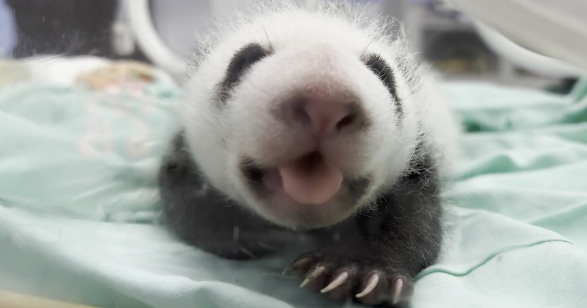 这只刚满月的大熊猫宝宝是个“西北娃”