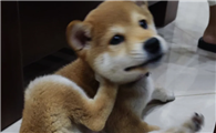 狗狗皮肤痒一直抓怎么办