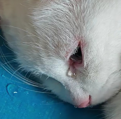 猫流泪怎么治疗最有效的方法 猫流泪怎么治疗最有效的方法