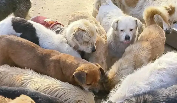 主人因病去世,提前铺好后路,狗:你还是带我走吧! 主人因病去世,提前铺好后路,狗:你还是带我走吧!