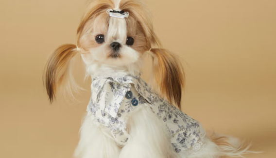 Kiyott狗狗衣服是什么面料 Kiyott狗狗衣服是什么面料