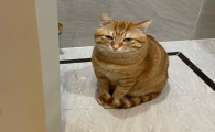 猫咪拉血是怎么回事啊是病了吗