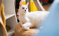 猫咪得了肠胃炎需要禁食多久