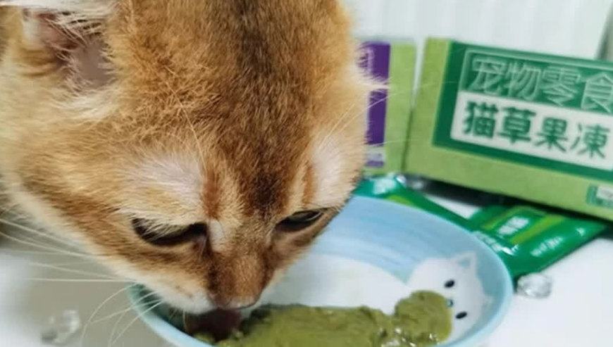 达里猫猫草果冻猫每次吃多少 达里猫猫草果冻猫每次吃多少
