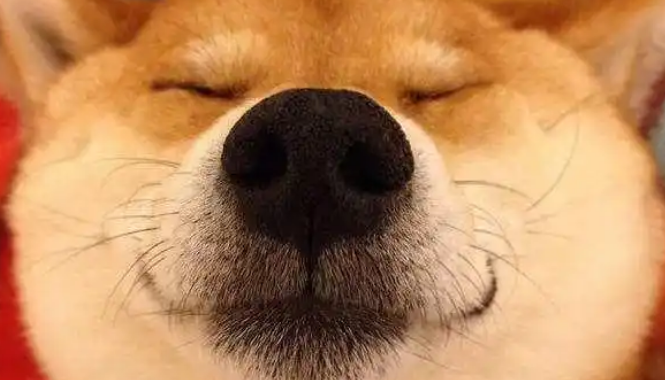 “柴犬”、“土狗”，傻傻分不清，5招教你正确区分！