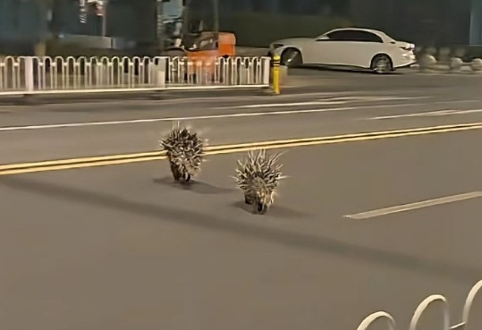 两只豪猪在南京街头“夜跑”,红山动物园:近日没有豪猪出逃 两只豪猪在南京街头“夜跑”,红山动物园:近日没有豪猪出逃