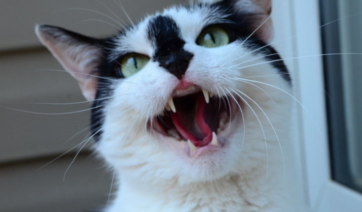 猫咪口臭严重该怎么解决呢 猫咪口臭严重该怎么解决呢