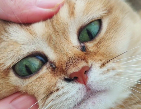 猫眼屎是黄色是怎么回事