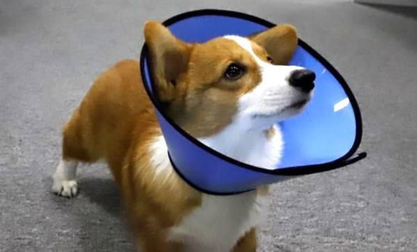 狗狗什么时候绝育比较合适 狗狗什么时候绝育比较合适