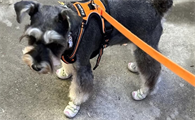 fokwow狗鞋正确穿法是什么