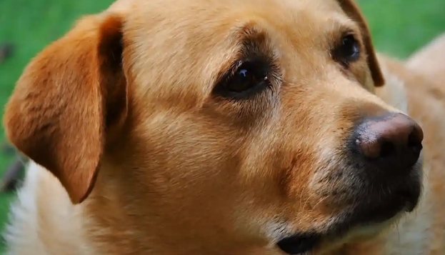 狗狗细小什么症状表现 狗狗细小什么症状表现