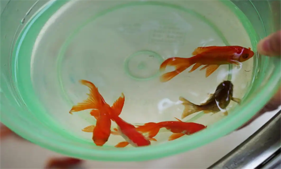 金鱼到底能活多久？它的“寿命牌面”可能比猫咪还长！