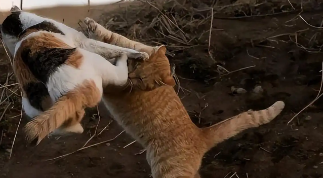 流浪猫的生存境况是如何的?看完,还忍心弃养你的猫吗? 流浪猫的生存境况是如何的?看完,还忍心弃养你的猫吗?