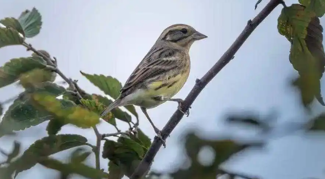 国家一级保护动物再次现身! 国家一级保护动物再次现身!