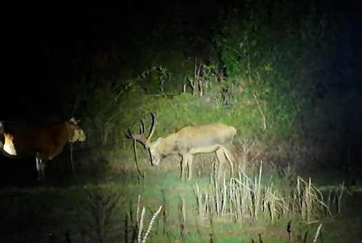 这头洞庭湖麋鹿和牛杠上了 牛:我当时害怕极了! 这头洞庭湖麋鹿和牛杠上了 牛:我当时害怕极了!
