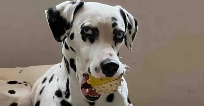 网友晒家里的邪恶斑点狗,一看……丫演恐怖片都不用化妆! 网友晒家里的邪恶斑点狗,一看……丫演恐怖片都不用化妆!