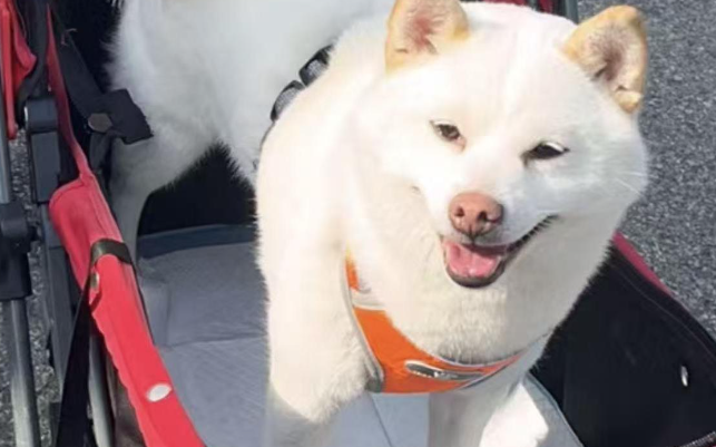 苏州“十全街大馋狗”火了!赖面包店不走引百万网友围观 苏州“十全街大馋狗”火了!赖面包店不走引百万网友围观