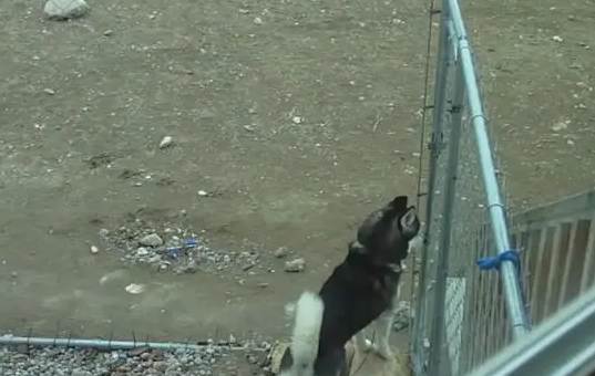 哈士奇被主人骂，赌气离家出走，下一秒二哈无语！