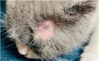 猫藓初期表现有哪些