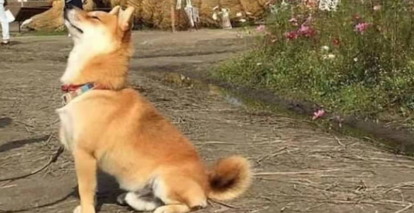 柴犬丢了会自己回来吗?柴犬走丢有什么办法可以快速找到? 柴犬丢了会自己回来吗?柴犬走丢有什么办法可以快速找到?