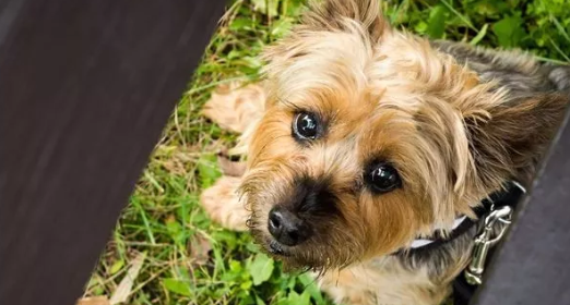 澳大利亚梗咳嗽怎么治疗？科学应对守护爱犬呼吸道健康